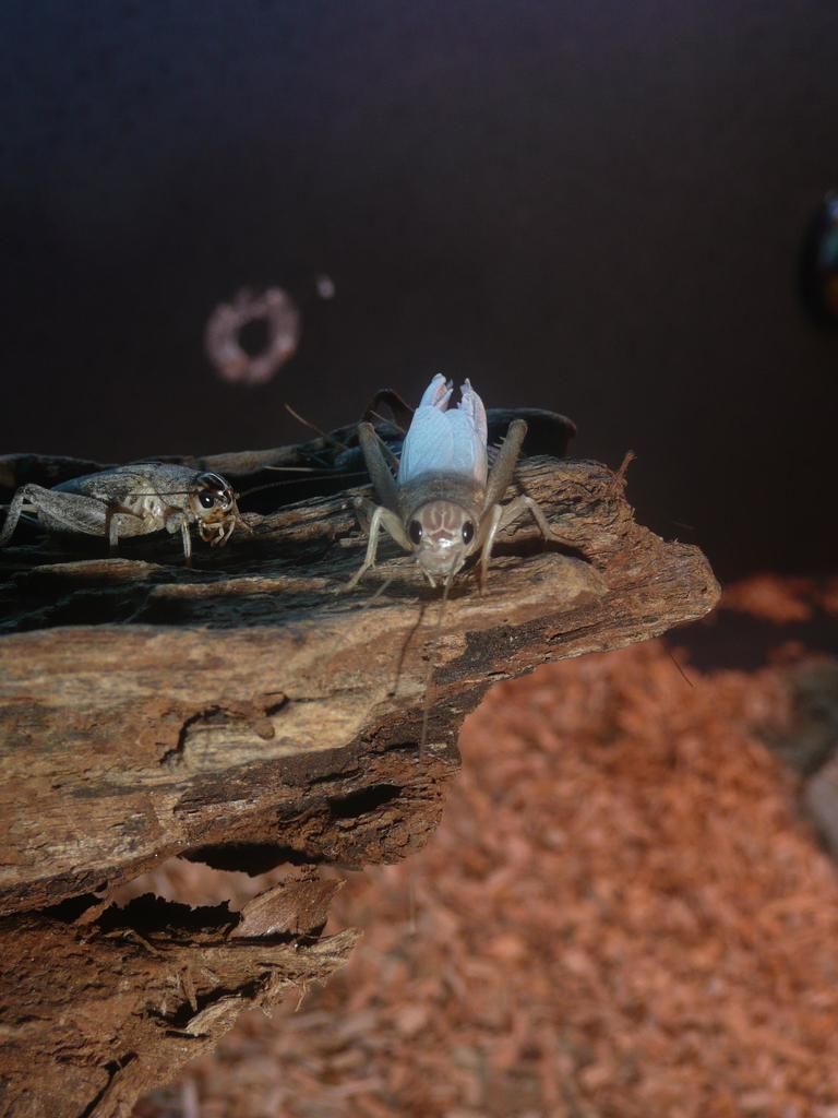 Eliminating woodlice: A guide