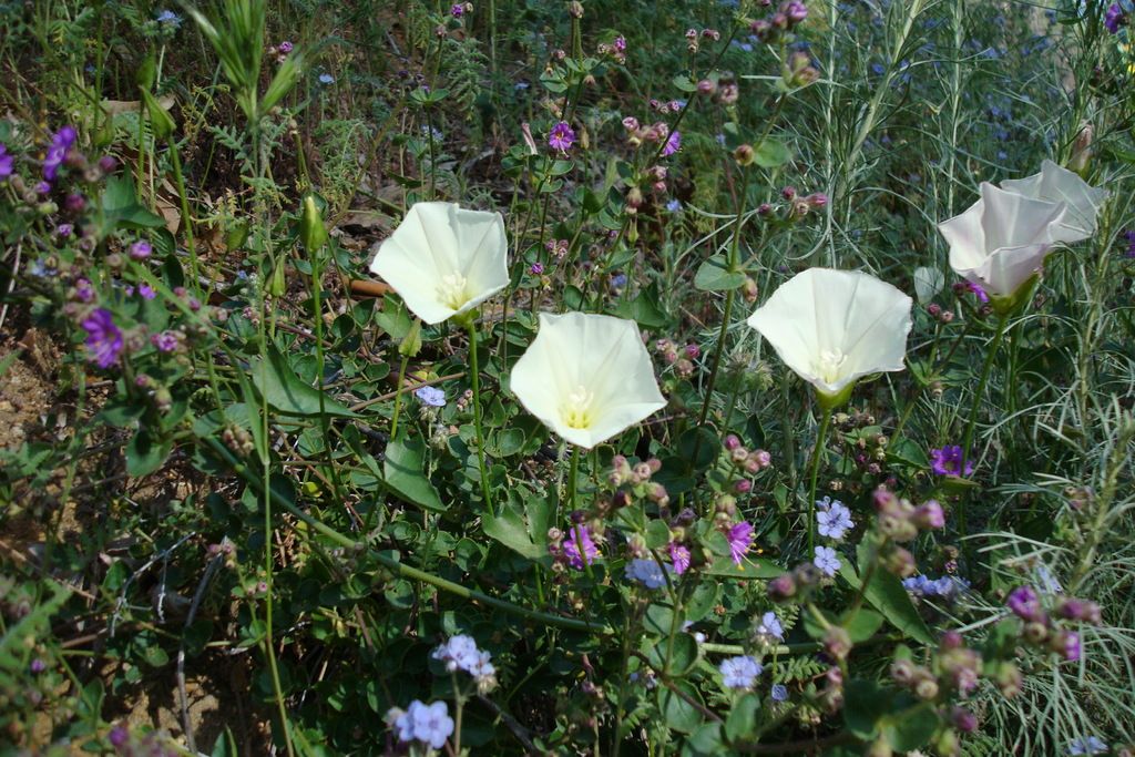 "Gardeners' Regretful Revelations: Unveiling 10 Tough-Earned Truths"