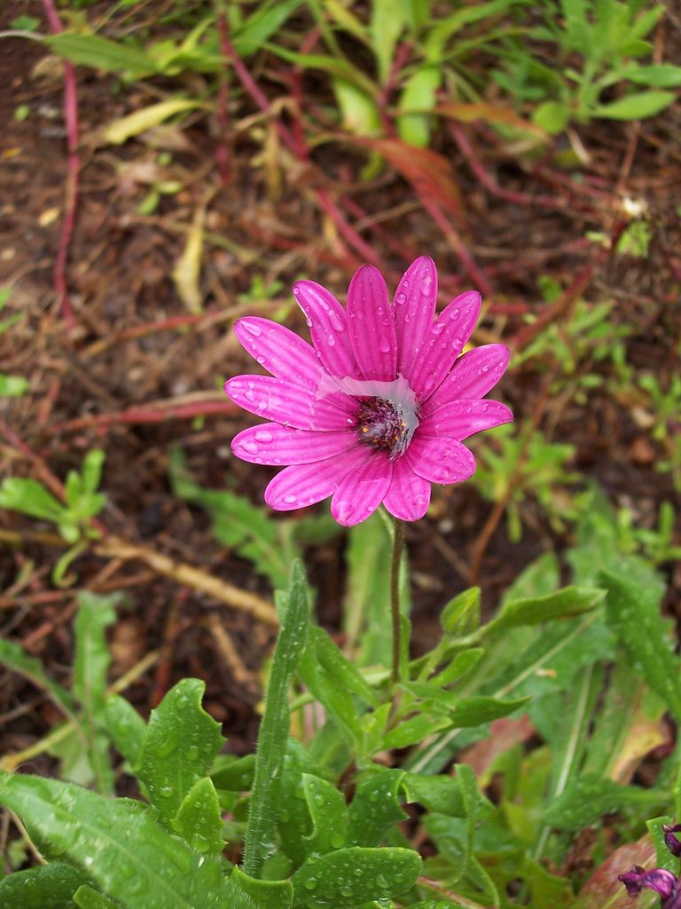 Frequent Hydration for Sun-Loving Daisies: Insight on Ideal Watering Intervals