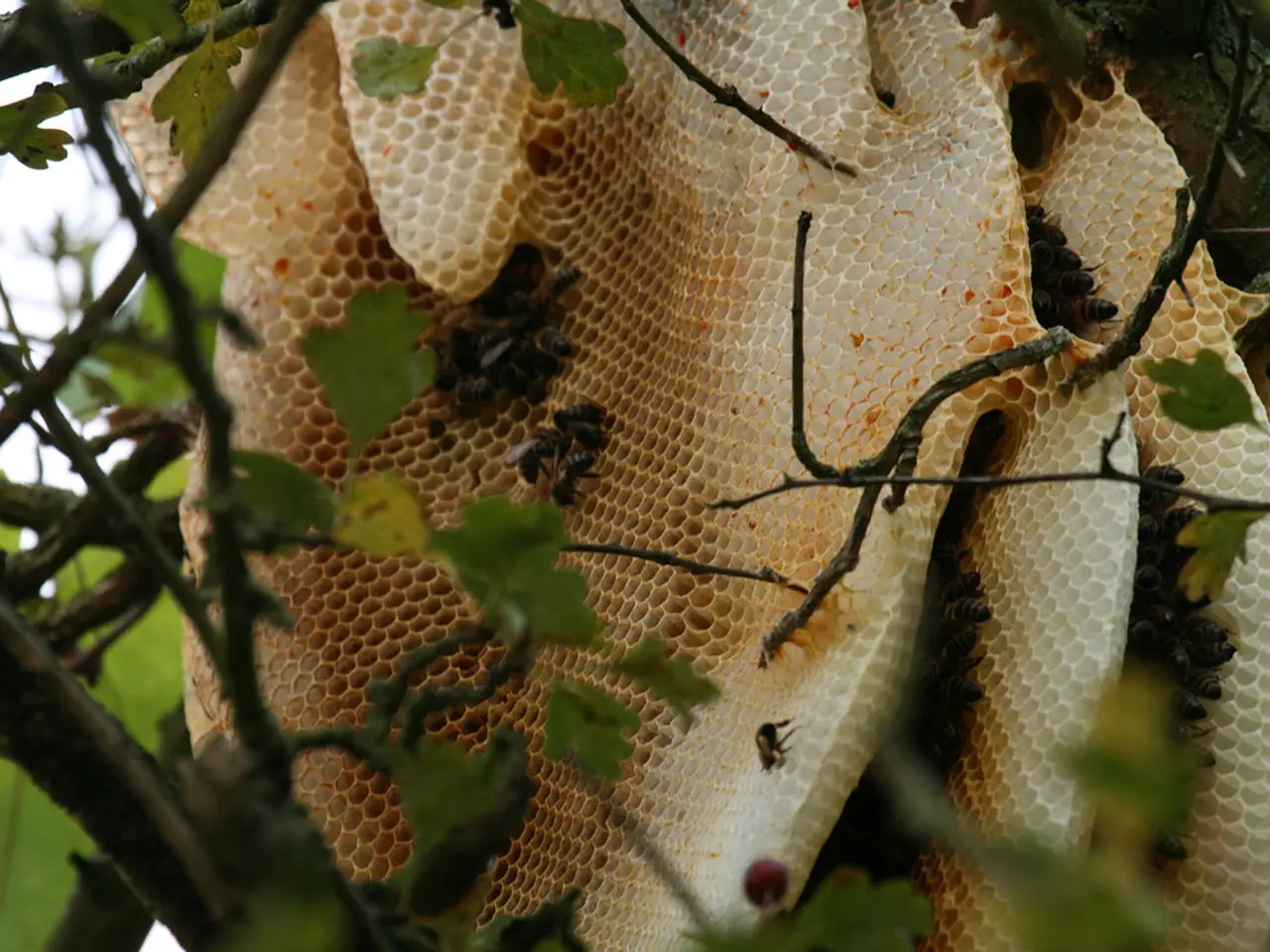 Preserving California's Bumblebees: The Importance of Their Survival for Everyone