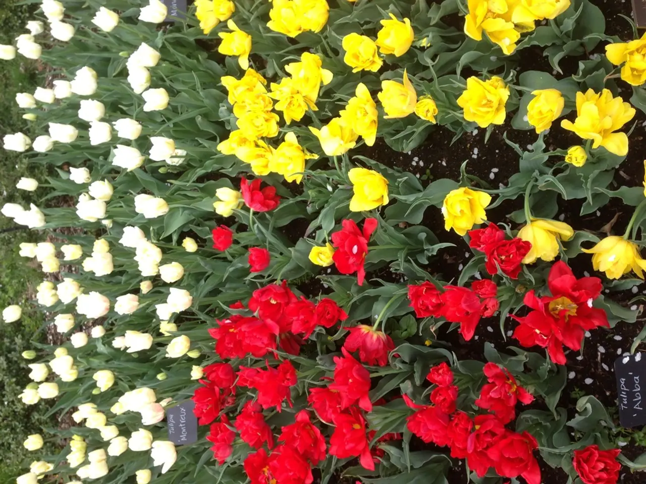 Exquisite Benton Irises, masterfully cultivated by artist Cedric Morris, boast a sophisticated...