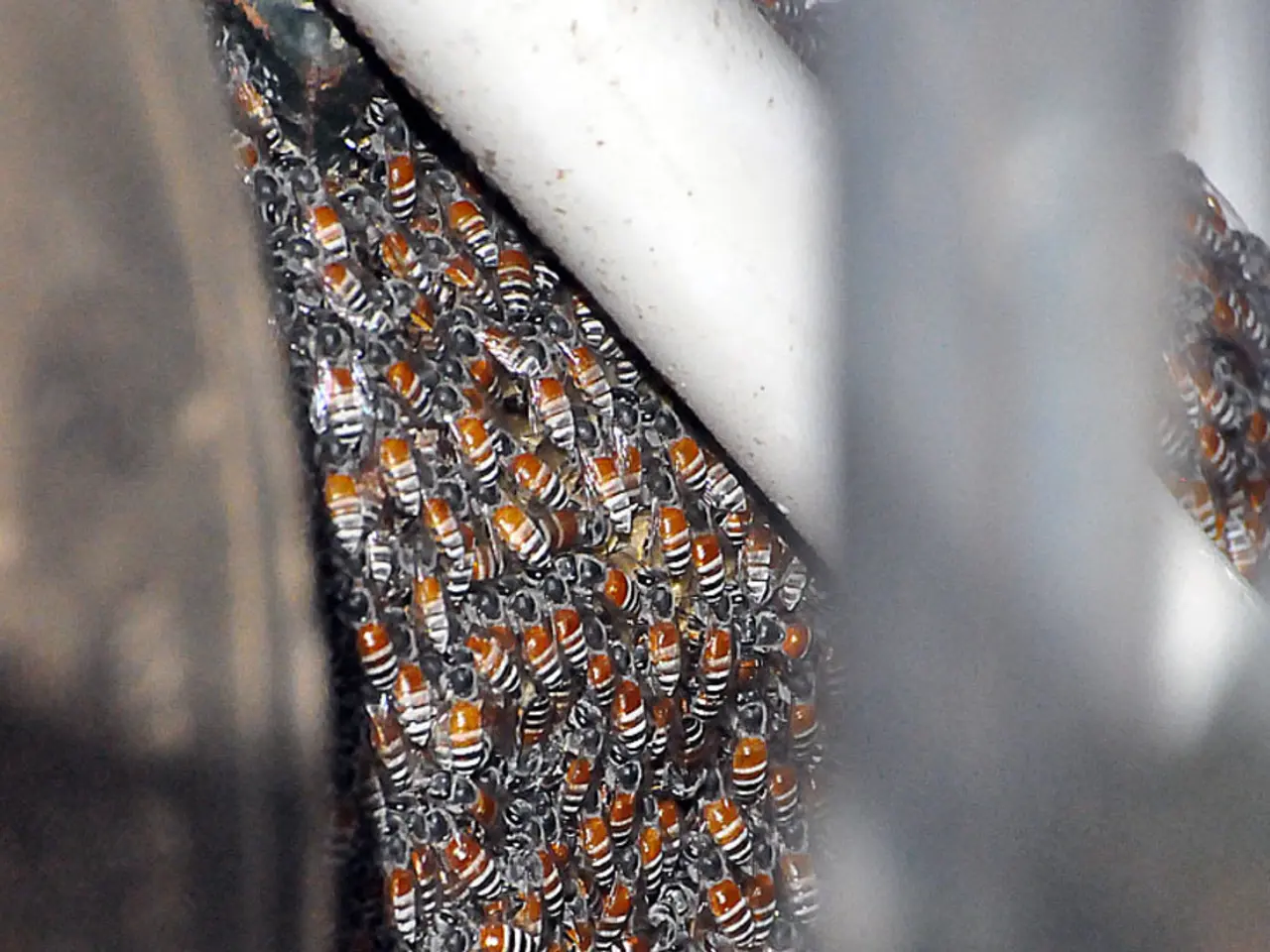 Guide on Assisting Honey Bees: Practical Steps for Supporting Pollinators