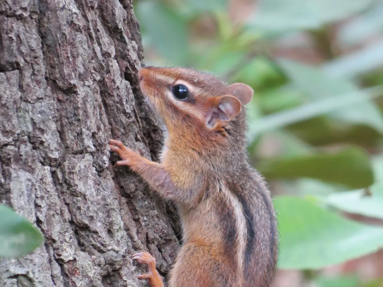 Backyard Brawl: Strategies for Safeguarding Wildlife Amidst Eastern and Western Gray Squirrel...