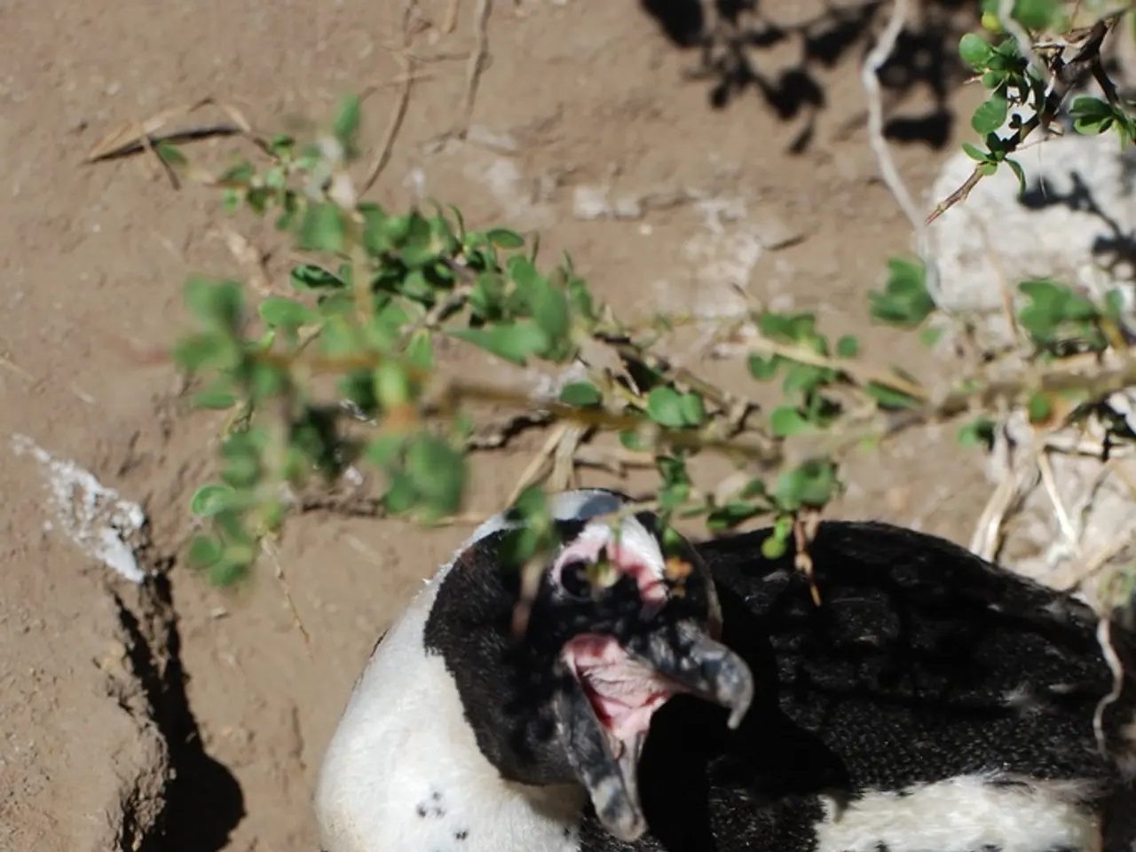 Sowing Seeds Directly in Broken Eggshells