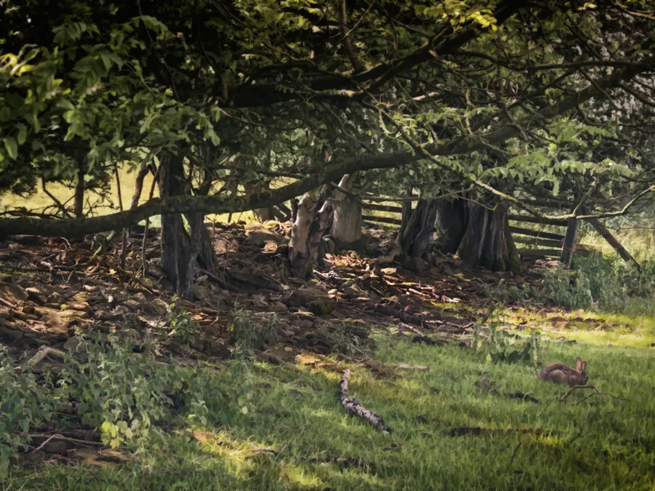 Best Time for Peony Planting in Colorado: Optimal Seasons and Recommendations