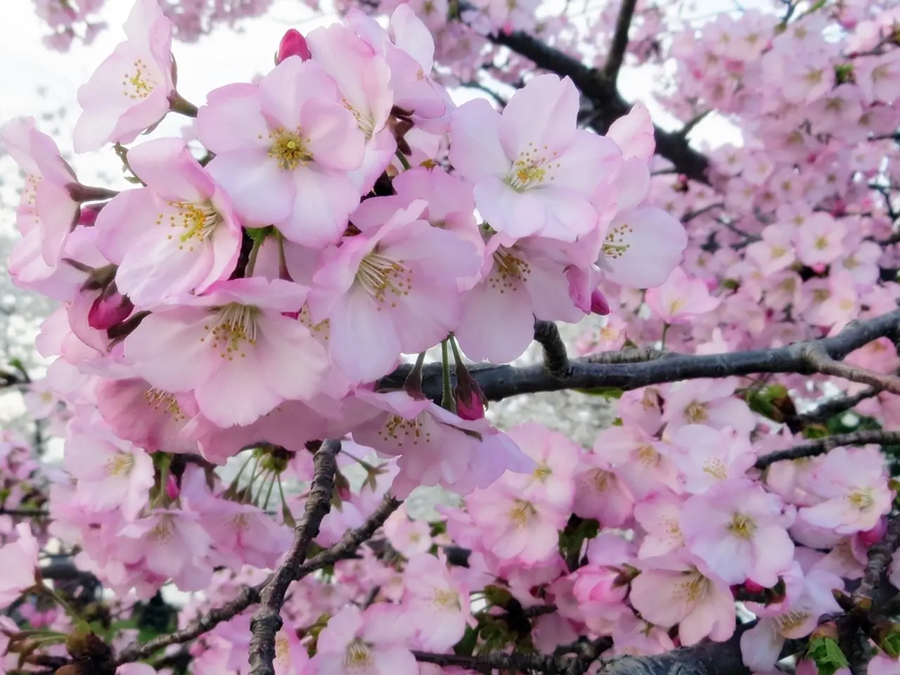 Suggested Small Trees Ideal for Front Yards, Enhancing Home Exteriors without Overpowering Presence