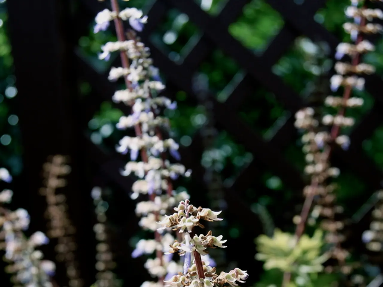 Guide to Horticultural Charcoal: A Comprehensive Overview of Plant and Substrate Usage