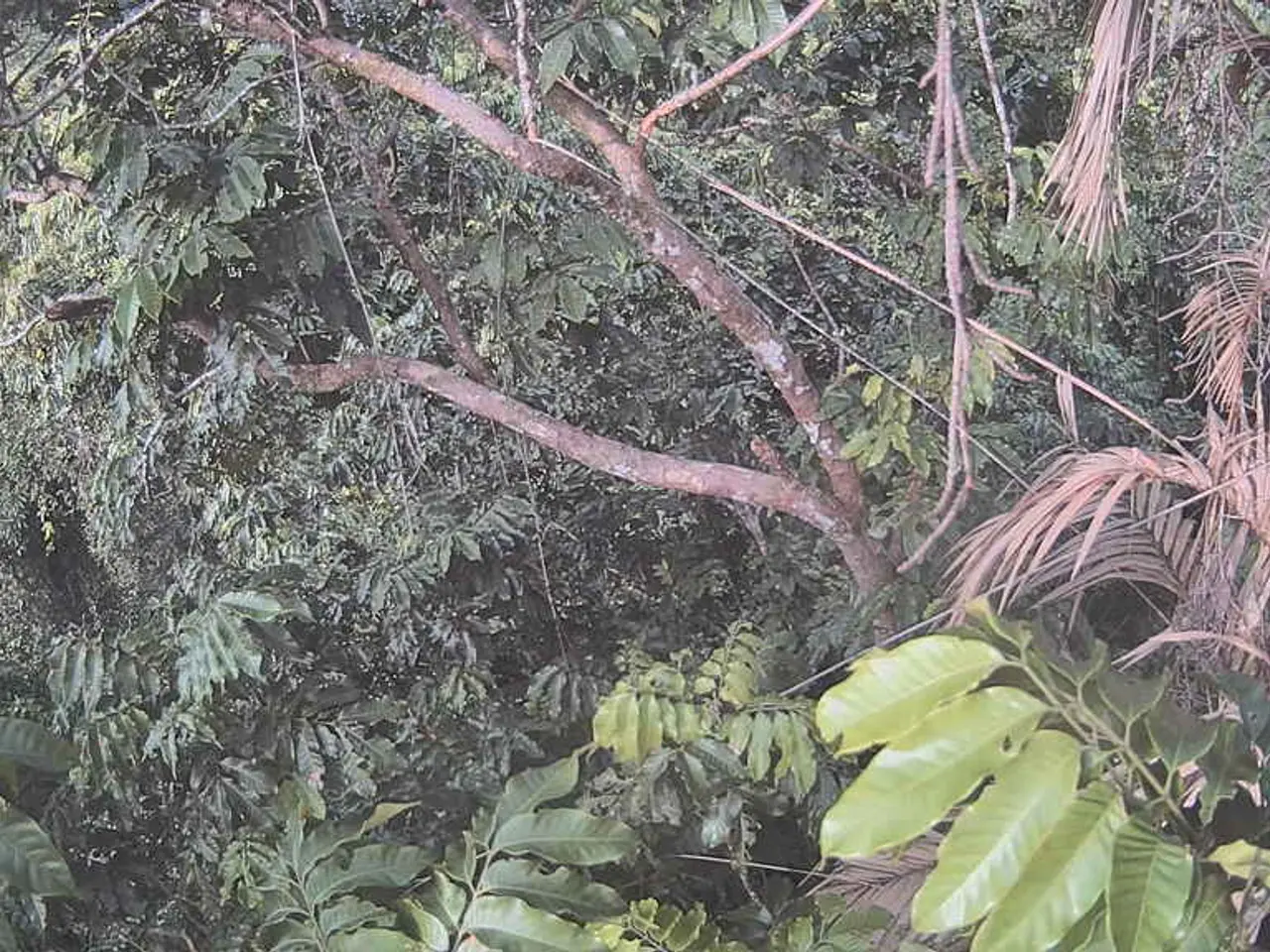 Transform Your Outdoor Haven with 9 Captivating Palm Tree Varieties: