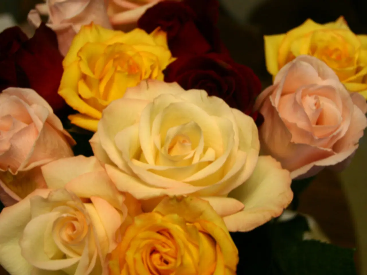 Avoid Gifting Incorrect Rose Colors to Your Loved Ones: A Floral Warning for Valentine's Day
