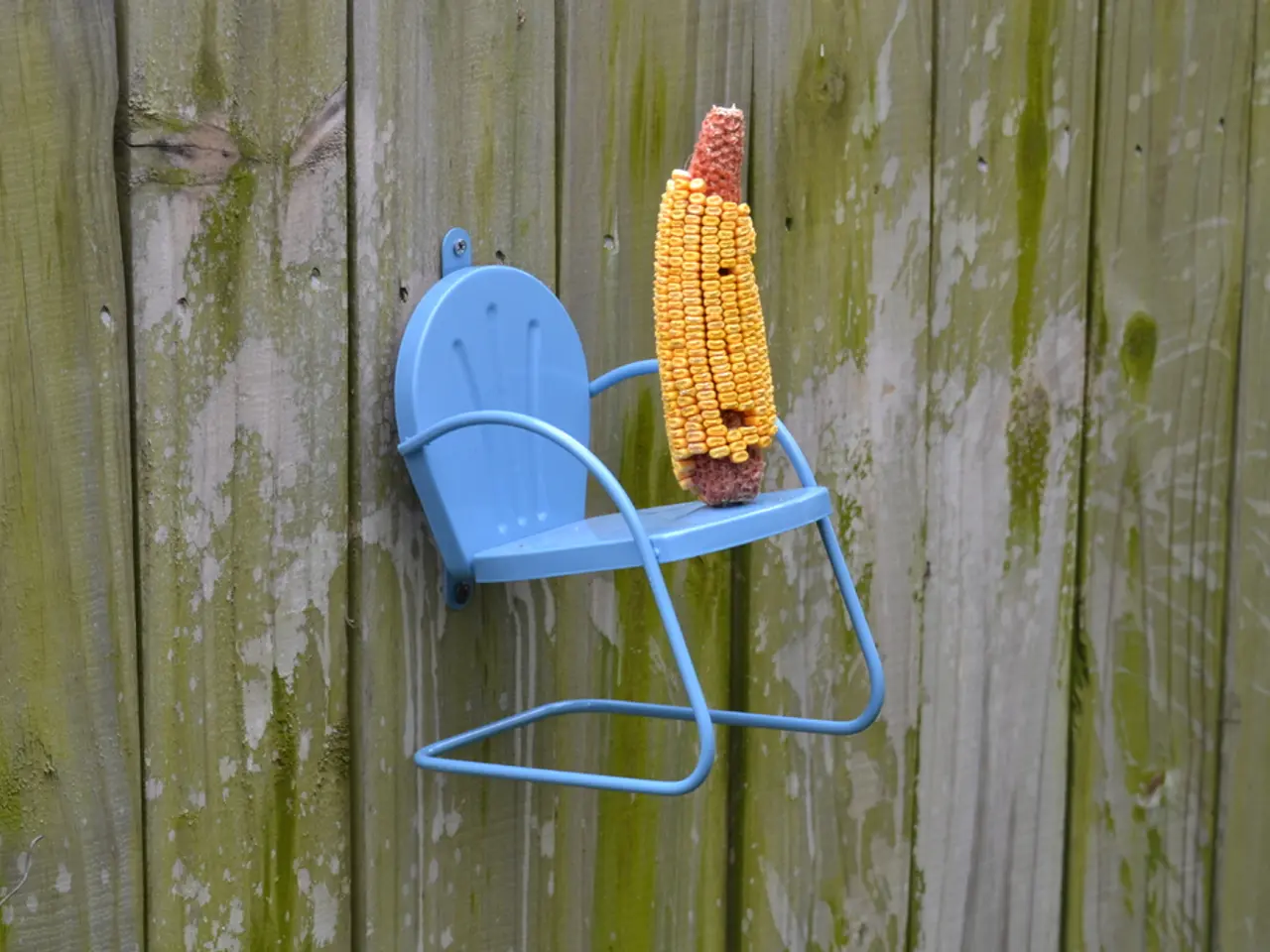 A Stunning Corn Labyrinth Located in Hesse