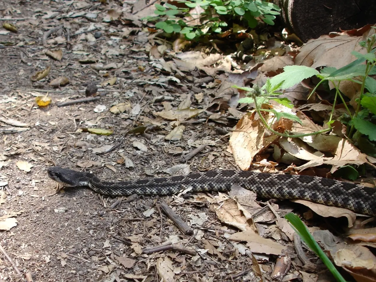 Effortless Options for Indoor Greenery for the Time-Strapped Individual