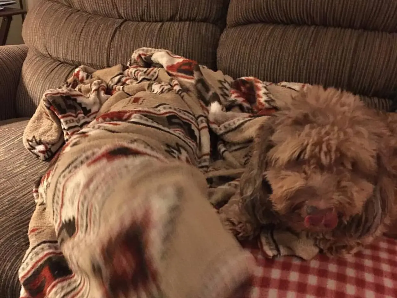 Essential Sleep Solution: Premium Comfort for Visitors in the Year 2025 (regarding sofa beds and...