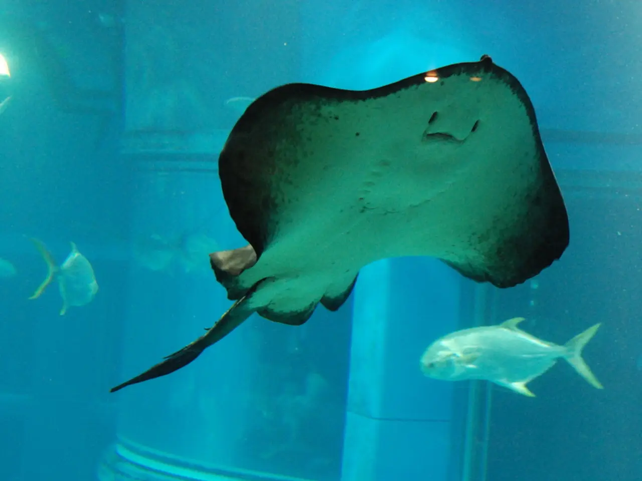 Genetic Matchmaking Tool for Cross-Species Verification