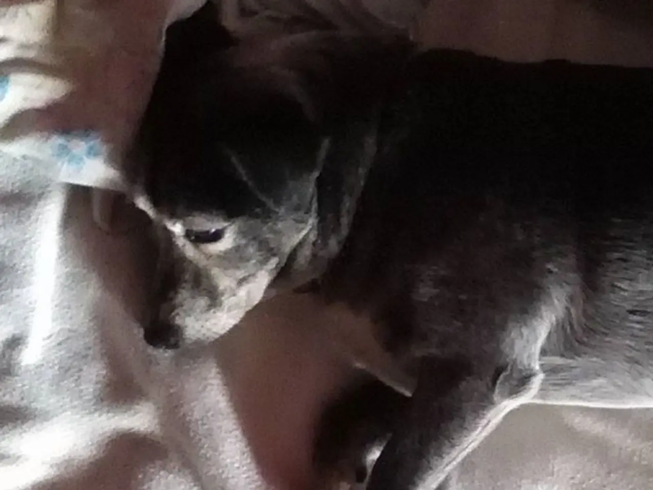 Essential SleepDog RV Mattresses: Unmatched Comfort Ensuring Smooth Slumber on the Road