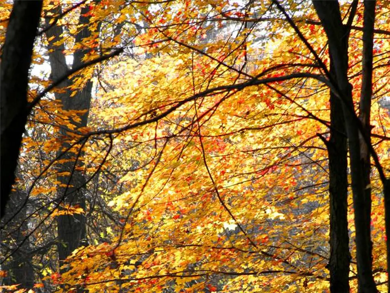 Workshop for growing forests in jars to be held at the Senior Citizens' Club in Orzesze-Zgon on...