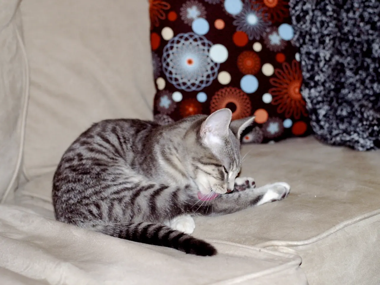 Ideal Gifts for Cat Enthusiasts: Choose the Ideal Present for Purr-fect Joy