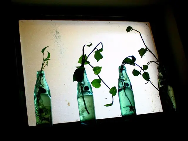 Construct a Greenhouse Using Plastic Bottles