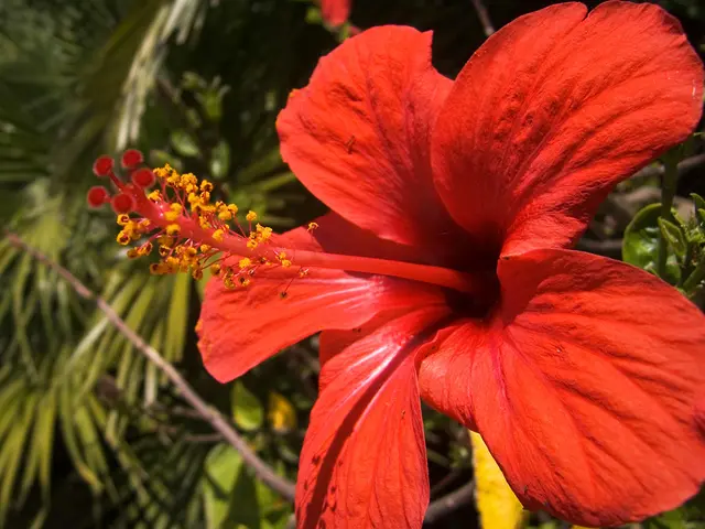 11 Attractive Co-Plants That Complement Hibiscus Well