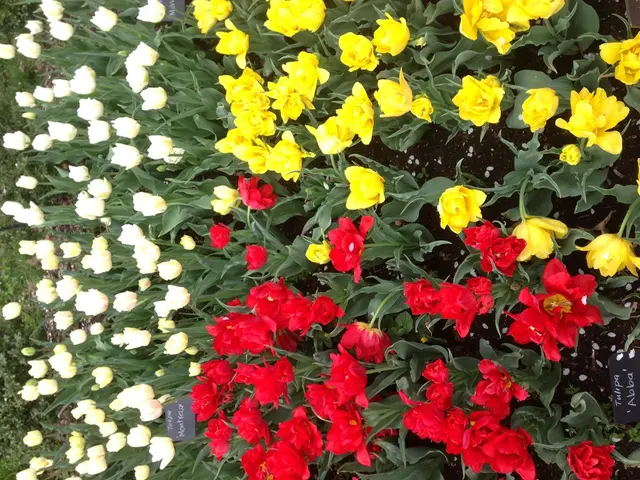 Exquisite Benton Irises, masterfully cultivated by artist Cedric Morris, boast a sophisticated...