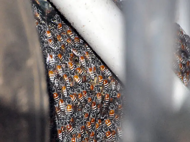 Guide on Assisting Honey Bees: Practical Steps for Supporting Pollinators