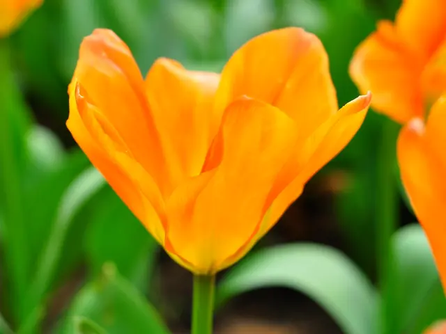 Top 10 Suitable Plants for Planting in May