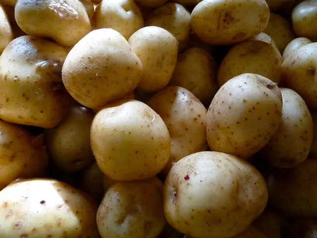 Top-Notch Potato Varieties for Home Cultivation