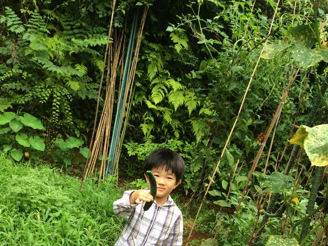 Guide for Continuous Cucumber Harvest during Summer (Cucumber Planting and Care Tips)