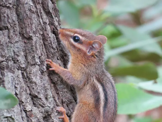 Backyard Brawl: Strategies for Safeguarding Wildlife Amidst Eastern and Western Gray Squirrel...
