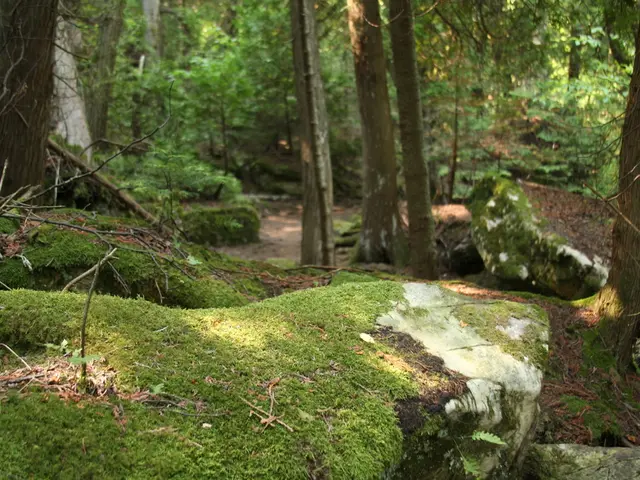 Sustainable Plant Soil Enhancers: Exploring Peat Moss Substitutes