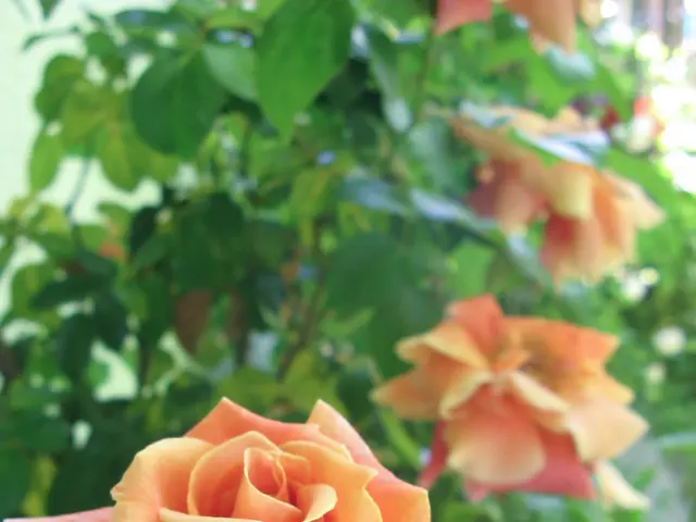 Rapid wilting of roses on the plant: 3 causes explored along with tips to extend their lifespan.