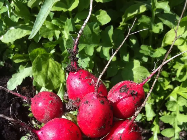 Determining the Right Time to Transplant Beetroot seedlings Outside, and a Clever Technique to...