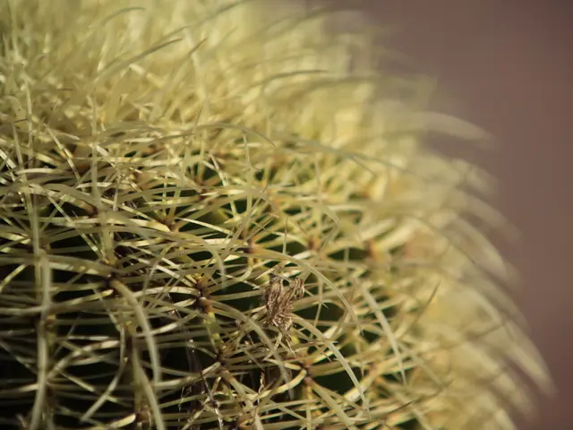 Identifying, Treating, and Preventing Christmas Cactus Root Rot: A Guide on Surviving This Deadly...