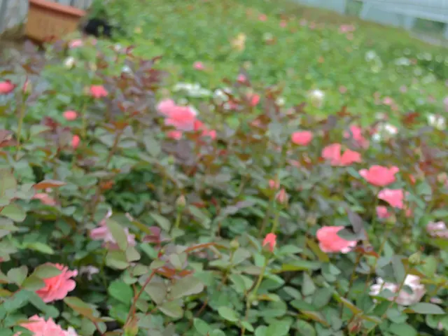 Top 10 Low-Maintenance Perennials Suitable for Southern California