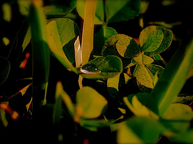 Bougainvillea Shedding Greenery