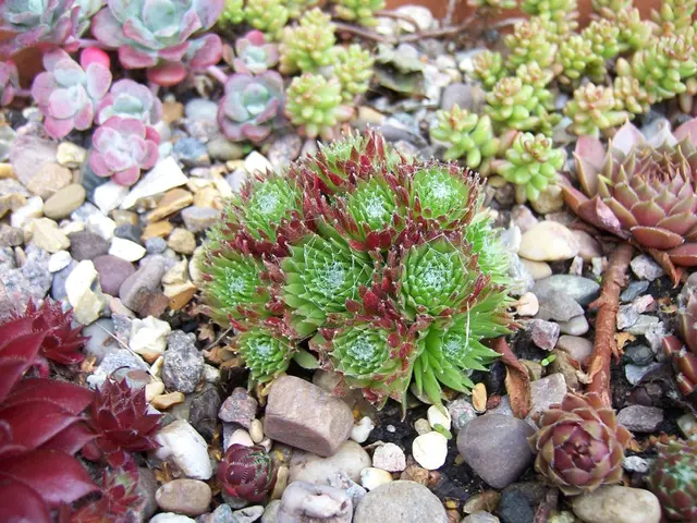 Twelve types of flora perfect for designing a robust, stone-based garden setting.