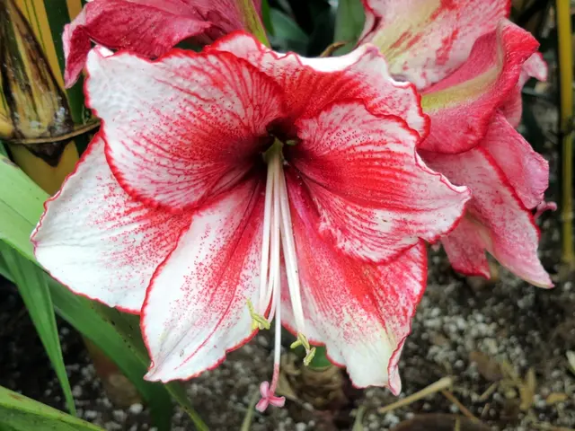 Optimal Soil Blend for Elevated Plant Beds: Selecting the Ideal Composition