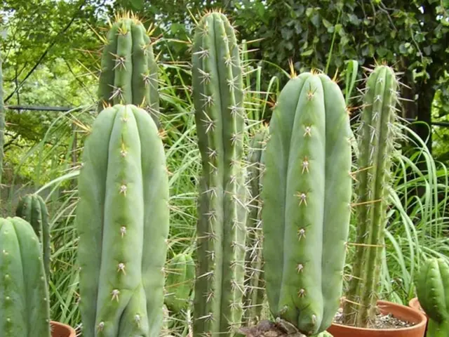 Picking the Appropriate Soil for Your Cactus Growth