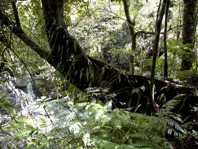 Trees in the Viersen region uniting to combat dryness
