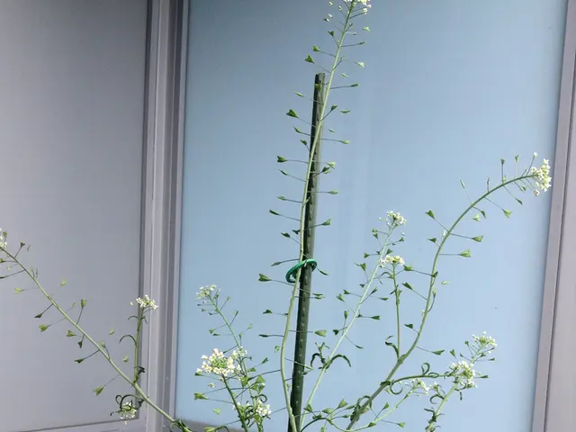 Discovering Secrets in Indoor Potted Plants: Revealing the Enigmatic Inhabitants