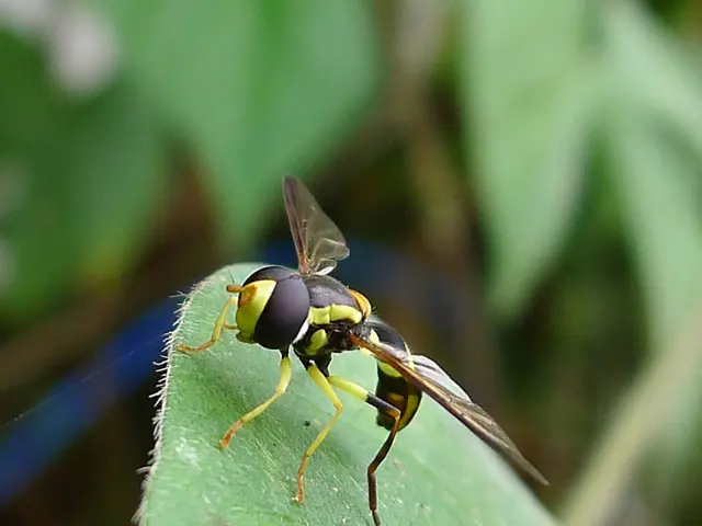 Strategies for Eliminating Leaf Miners: Efficient Solutions for Green Thumb Enthusiasts