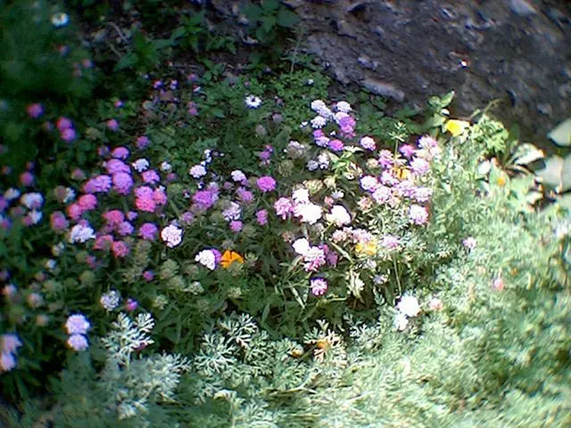 Double Blooming Plants: Expert-Recommended Varieties for Doubled Colors and Blossoms Every Year