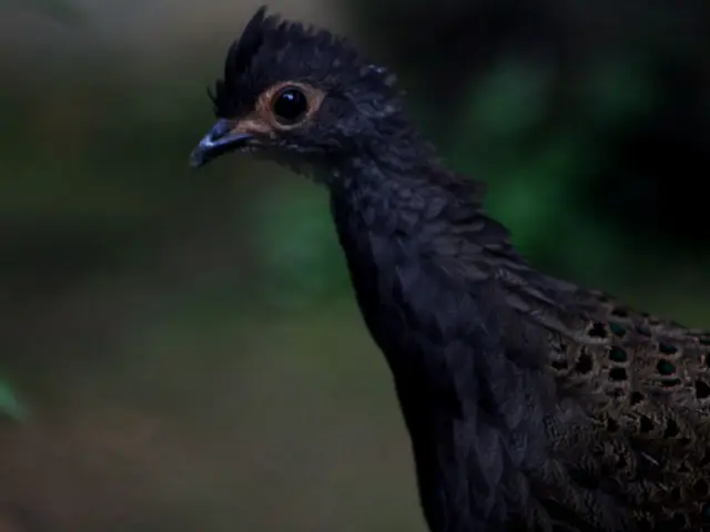 Top-rated bird feed options, including mealworms and suet balls, to attract garden feathered guests