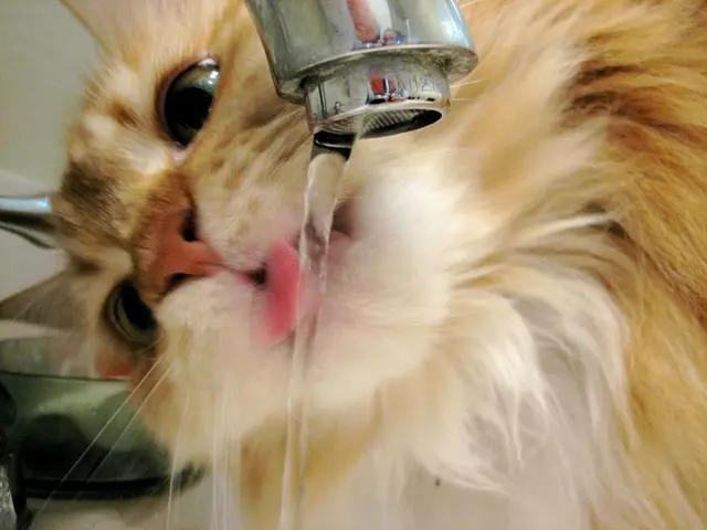 Do baby cats consume water, as inquired by a veterinarian?