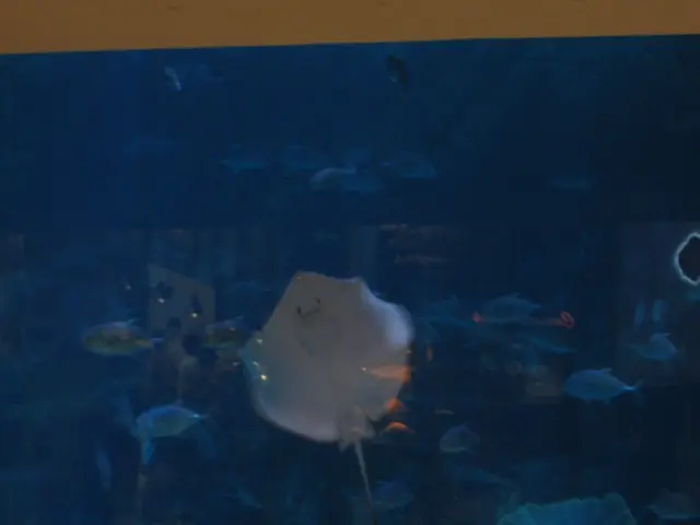 Choosing the Ideal Dimension for a Saltwater Aquarium: Consider Going Large-Scale?