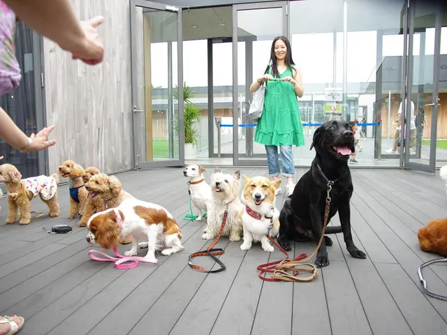 Essential Items for Dog Owners and Their Furry Friends: Unveiling the Comprehensive Guide!