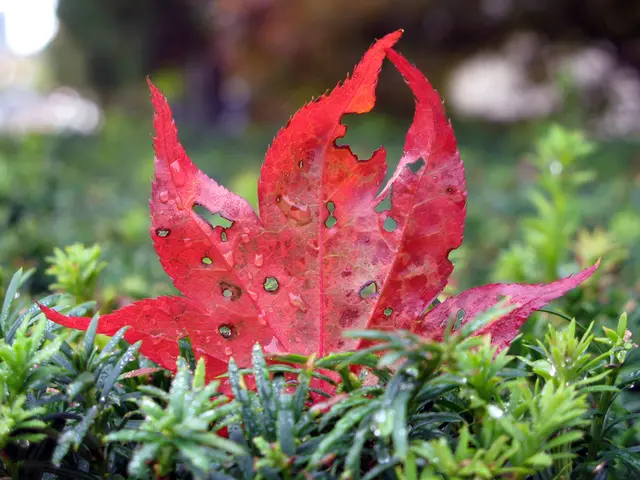 Discount Codes for True Leaf Market in July 2025