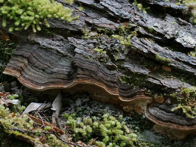 Bonsai Proportion and Scale: Achieving Textural and Visual Balance in Miniature Landscapes