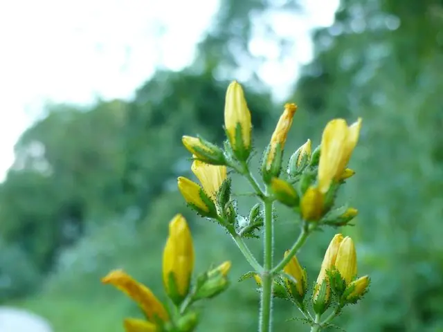 Dealing with Invasive Woody Vegetation: A Look at Woody Woody Plants Management