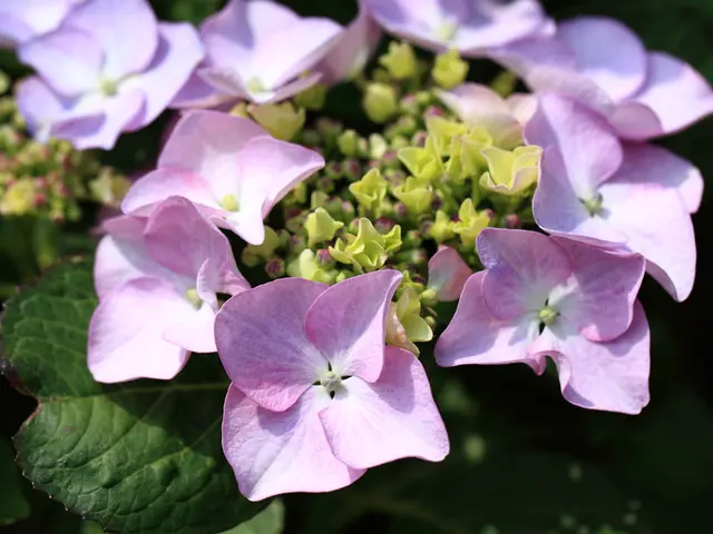 Plants Suitable for Shaded Areas