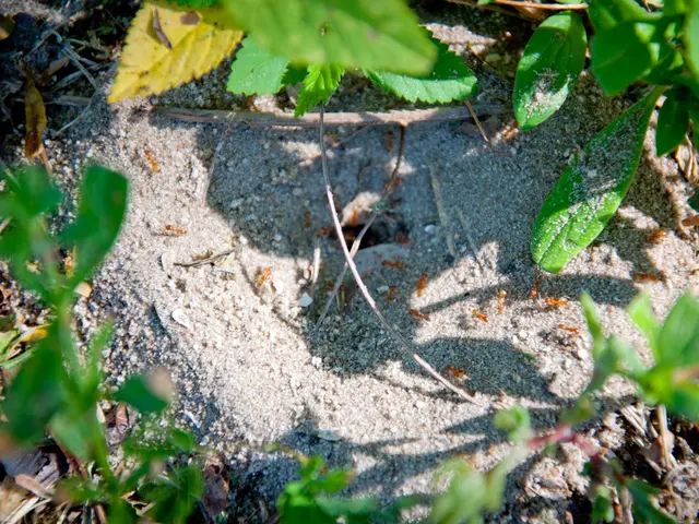 Pharmacy bottle eliminated ant colony in the garden, single evening saw complete eradication with...